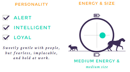 Plott Hound at a Glance